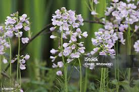 Attēlu rezultāti vaicājumam “Cardamine pratensis flower”