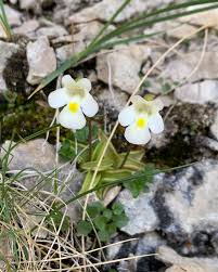 Attēlu rezultāti vaicājumam “Pinguicula alpina flower”