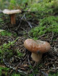 Attēlu rezultāti vaicājumam “Lactarius deterrimus”