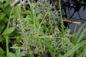 Attēlu rezultāti vaicājumam “Scirpus sylvaticus”