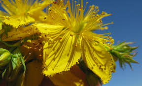 Attēlu rezultāti vaicājumam “Hypericum perforatum flower”