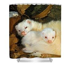 Attēlu rezultāti vaicājumam “Mustela putorius”