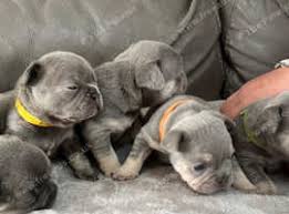 Image result for Banbury Bulldogs