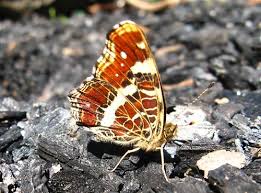 Attēlu rezultāti vaicājumam “Araschnia levana underside”