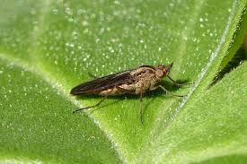 Attēlu rezultāti vaicājumam “Therevidae”