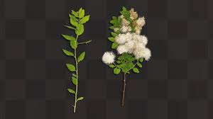 Attēlu rezultāti vaicājumam “Spiraea chamaedryfolia”