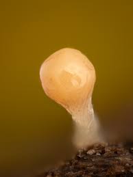 Attēlu rezultāti vaicājumam “Trichia crateriformis spores”