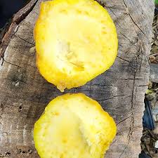 Attēlu rezultāti vaicājumam “Cinna latifolia fruit”