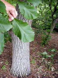 Attēlu rezultāti vaicājumam “Quercus”