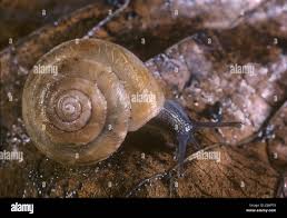 Attēlu rezultāti vaicājumam “Trichia erecta macro”