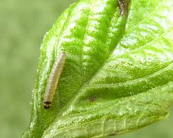 Attēlu rezultāti vaicājumam “Epinotia sordidana”