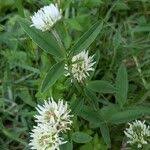 Attēlu rezultāti vaicājumam “Trifolium montanum leaf”