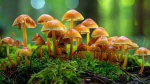 Attēlu rezultāti vaicājumam “Xeromphalina campanella”