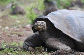 Image result for Lutjanus novemfasciatus