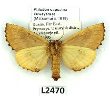 Attēlu rezultāti vaicājumam “Ptilodon capucina”