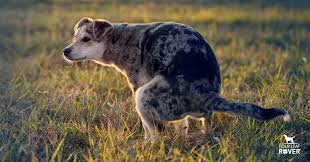 Image result for cestoda excrement dog