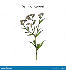 Attēlu rezultāti vaicājumam “Achillea ptarmica leaf”