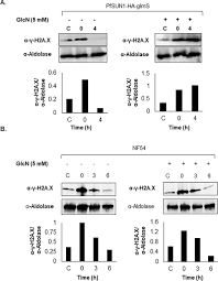 Attēlu rezultāti vaicājumam “Diderma radiatum plasmodium”