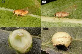 Attēlu rezultāti vaicājumam “Trioza dispar nymph”