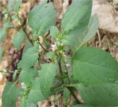 Attēlu rezultāti vaicājumam “Solanum nigrum”