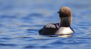 Attēlu rezultāti vaicājumam “Thecabius affinis imago”