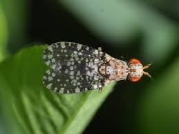 Attēlu rezultāti vaicājumam “Trypetoptera punctulata”