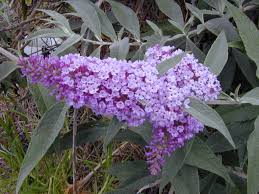 Image result for Buddleja davidii