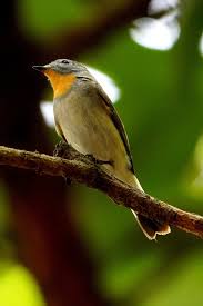 Image result for Ficedula albicilla