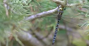 Attēlu rezultāti vaicājumam “Aeshna juncea male”