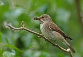 Attēlu rezultāti vaicājumam “Muscicapa striata adult”