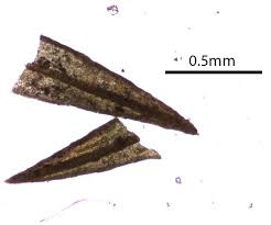 Attēlu rezultāti vaicājumam “Schistidium dupretii”