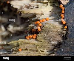 Attēlu rezultāti vaicājumam “Trichia crateriformis macro”