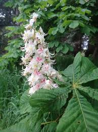 Attēlu rezultāti vaicājumam “Aesculus hippocastanum flower”