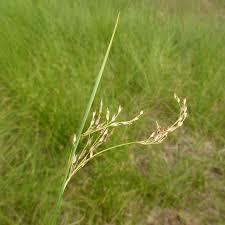 Attēlu rezultāti vaicājumam “Juncus alpinoarticulatus fruit”