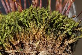 Attēlu rezultāti vaicājumam “Didymodon rigidulus”