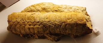 Attēlu rezultāti vaicājumam “Endoceras”