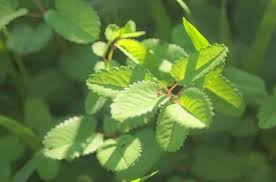 Attēlu rezultāti vaicājumam “Sanguisorba officinalis leaf”