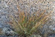 Attēlu rezultāti vaicājumam “Danthonia decumbens fruit”