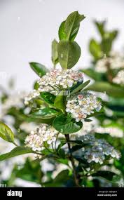 Attēlu rezultāti vaicājumam “Aronia melanocarpa flower”