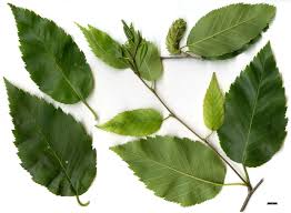 Attēlu rezultāti vaicājumam “Betula humilis female flower”