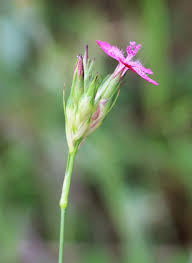 Attēlu rezultāti vaicājumam “Dianthus deltoides bud”