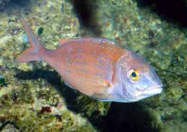 Image result for Pagellus bogaraveo