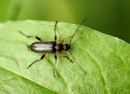 Attēlu rezultāti vaicājumam “Cortodera femorata”