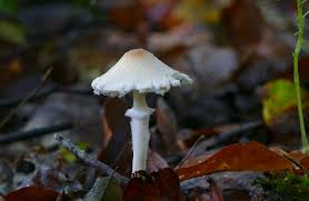 Attēlu rezultāti vaicājumam “Lepiota clypeolaria”