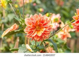 Image result for Dahlia hybrid.