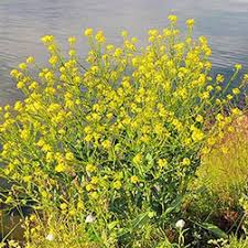 Attēlu rezultāti vaicājumam “Bunias orientalis bud”