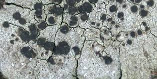 Attēlu rezultāti vaicājumam “Lecidella elaeochroma”