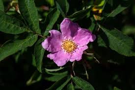 Attēlu rezultāti vaicājumam “Rosa majalis fruit”