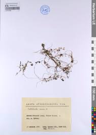 Attēlu rezultāti vaicājumam “Callitriche verna”