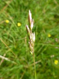 Attēlu rezultāti vaicājumam “Danthonia decumbens bud”